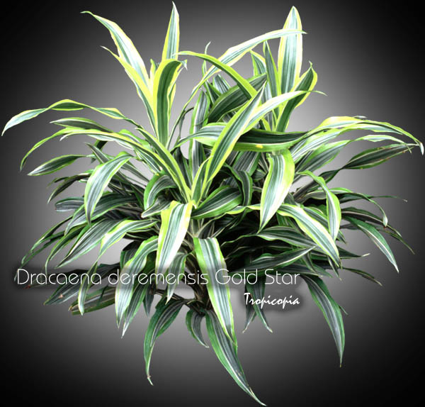 Dracaena - Dracaena deremensis Gold Star  - Dracaena ligné - Striped Dracaena